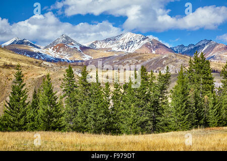 Sapins avec Kuraisky Ridge en montagne Altay Banque D'Images