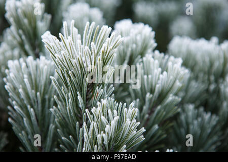 Le gel hivernal sur le pin, sapin de noël close-up Banque D'Images