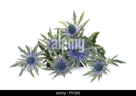 Blue Sea holly isolé sur fond blanc Banque D'Images