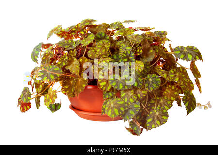 Begonia Rex en pot. Isolé sur fond blanc Banque D'Images