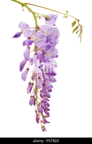 Les fleurs de glycine isolated on white Banque D'Images