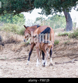 Fils de parents des chevaux. Image de chevaux avec 'horse' maman et bébé cheval. Race sarde anglo-arabes Banque D'Images