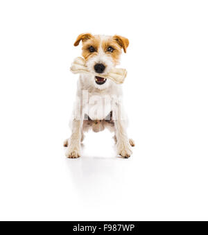 Une adorable jeune Parson Russell Terrier dog bone chowing isolé sur fond blanc Banque D'Images