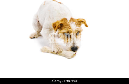 Une adorable jeune Parson Russell Terrier dog bone chowing isolé sur fond blanc Banque D'Images