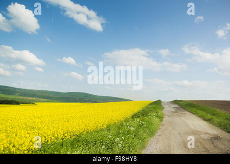 Route de campagne et le champ de colza jaune sous blue cloudy sky Banque D'Images