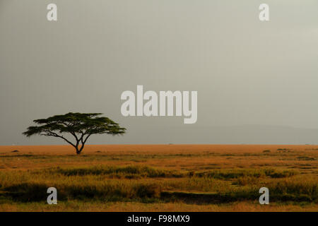 Un arbre d'acacia sur le Serengeti dans un ciel brumeux et expansive Banque D'Images