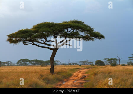 Un Acacia solitaire avec un chemin de terre longeant à côté Banque D'Images