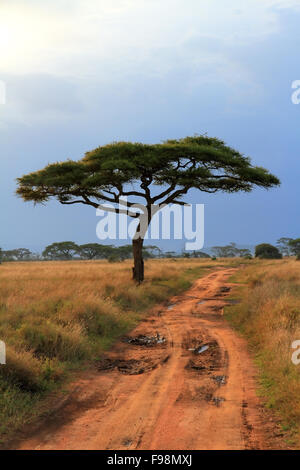 Un seul arbre acacia le long d'un chemin de terre long road Banque D'Images