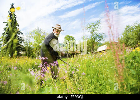 Vieux fermier avec l'aide de barbe scythe de tondre l'herbe traditionnellement Banque D'Images