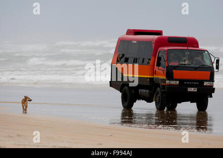 Dingo sur la plage près de Eurong, Fraser Island, Australie Banque D'Images