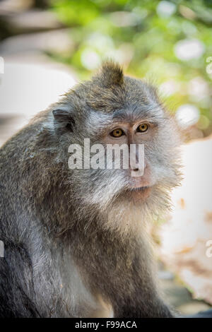 Macaque à longue queue, forêt des singes d'Ubud, Bali, Indonésie Banque D'Images