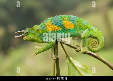 Trois Monts Rwenzori-horned chameleon, Chamaeleo johnstoni, Bwindi Impenetrable National Park, Uganda Banque D'Images