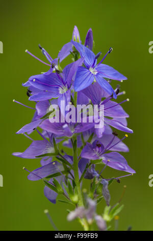 Véronique des champs (Veronica spicata dopés) fleurs. Sur le Causse de Gramat, Lot, France. Mai. Banque D'Images