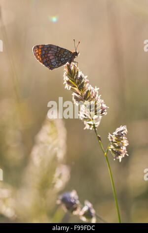 Heath Fritillary Mellicta athalia (papillon) adulte sur une fleur de l'herbe au début de la lumière du soleil du matin. Causse de Gramat, France. Banque D'Images