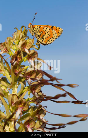 Spotted Fritillary butterfly (Melitaea didyma) mâle adulte se percher sur un bouc (Himantoglossum hircinum) fleur.