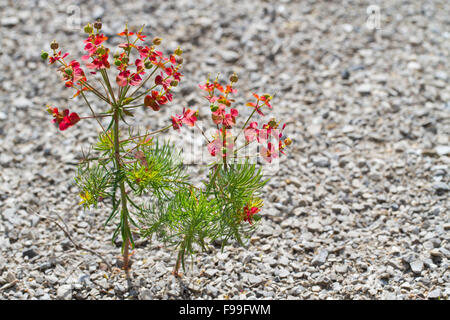 L'euphorbe cyprès (Euphorbia cyparissias) plante en croissance, de fruits en pierre calcaire Granito. Causse de Gramat, France. Banque D'Images