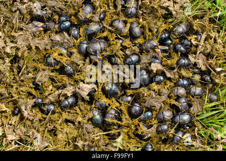 Les bousiers Geotrupes (plusieurs espèces) adultes essaimer dans la bouse de vache fraîche de la première station sur un alpage. Banque D'Images