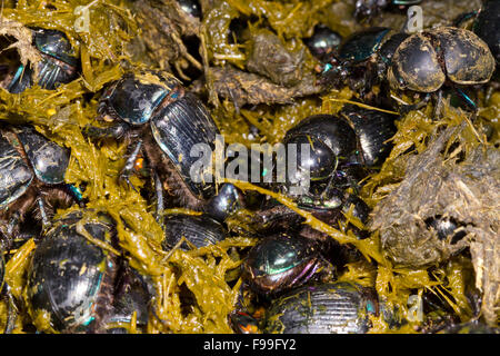 Les bousiers Geotrupes (plusieurs espèces) adultes essaimer dans la bouse de vache fraîche de la première station sur un alpage. Banque D'Images