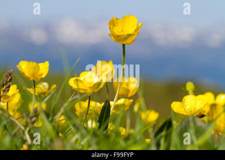 Mountain (Ranunculus montanus) floraison en alpage. Le col de Pailhères, Ariege Pyrenees, France. De juin. Banque D'Images