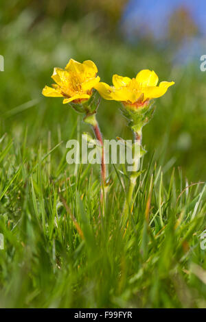 La benoîte des Pyrénées (Geum pyrenaicum) floraison. Le col de Pailhères, Ariege Pyrenees, France. De juin. Banque D'Images