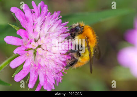 Brown-banded carder bee (Bombus humilis) travailleurs adultes se nourrissent d'un bois Scabious (Knautia dipsacifolia) fleur. Ariege Pyrenees Banque D'Images