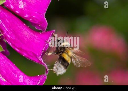 Les bourdons (Bombus hortorum jardin) travailleur adulte en vol après l'alimentation sur la digitale pourpre (Digitalis purpurea) fleurs. Powys, Pays de Galles. Banque D'Images