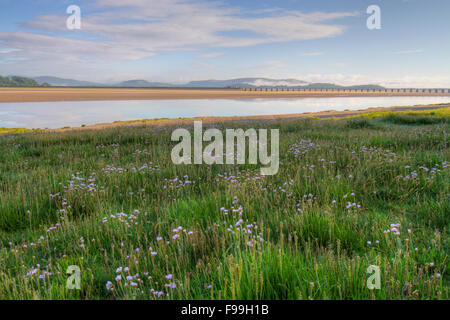 (Thrift Armeria maritima) floraison dans un marais salants côtiers. Arnside, Cumbria, Angleterre. De juin. Banque D'Images