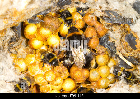 Buff-tailed bourdon (Bombus terrestris) niche avec la reine et les travailleurs. Powys, Pays de Galles, juillet. Banque D'Images