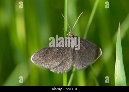 Ramoneur Odezia atrata) (repos mâles adultes parmi les graminées. Powys, Pays de Galles, juillet. Banque D'Images