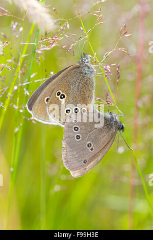 Aphantopus hyperantus) Ringlet (l'accouplement des papillons adultes. Powys,Pays de Galles. Juillet. Banque D'Images