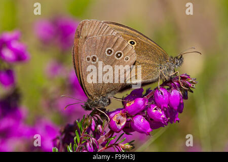 Aphantopus hyperantus) Ringlet (l'accouplement des papillons adultes sur la floraison Bruyère cendrée (Erica cineria). Powys, Pays de Galles, juillet. Banque D'Images