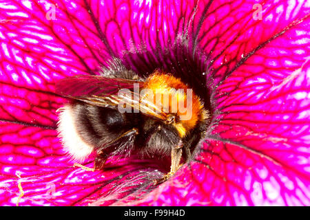 Les bourdons (Bombus hypnorum arbre) L'alimentation de la reine dans un pétunia fleur dans un jardin. Powys, Pays de Galles. Juillet. Banque D'Images