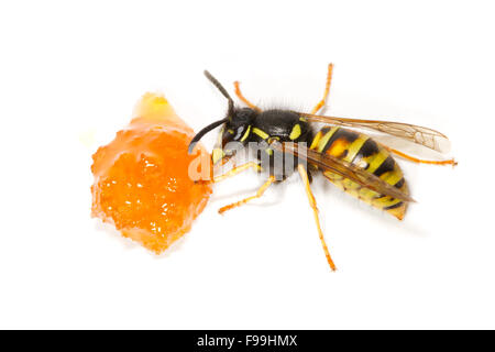 Red Wasp (Vespula rufa) travailleurs adultes se nourrissent de miel sur un fond blanc. Powys, Pays de Galles, août. Banque D'Images