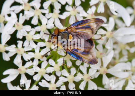 Tachinaire (Phasia hemiptera) mâle adulte, se nourrissant de Berce du Caucase (Heracleum sphondylium) fleurs. Powys, Pays de Galles, août. Banque D'Images