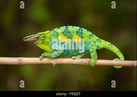 Trois Monts Rwenzori-horned chameleon, Chamaeleo johnstoni, Bwindi Impenetrable National Park, Uganda Banque D'Images