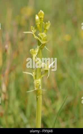 Orchidée Liparis loeselii fen - Gros plan Kenfig Dunes Banque D'Images