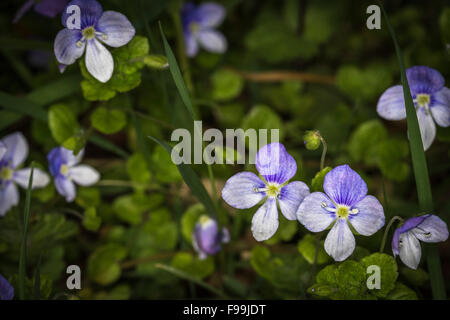 Pensée sauvage (Viola tricolor) dans Reelig Glen en Ecosse. Banque D'Images