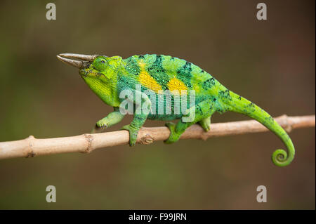 Trois Monts Rwenzori-horned chameleon, Chamaeleo johnstoni, Bwindi Impenetrable National Park, Uganda Banque D'Images