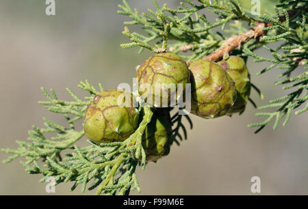 Cyprès Cupressus sempervirens méditerranéen - cônes sur branch Banque D'Images