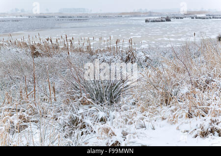 Marécage gelé en hiver avec la neige, Drenthe, Pays-Bas Banque D'Images