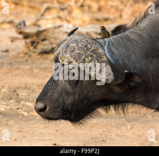 Un close up portrait of un buffle et ox-pecker, South Luangwa, en Zambie, l'Afrique Banque D'Images