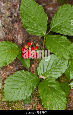 Stone Bramble, fruits, Rote Steinbeere Felsen-Himbeere Felsenhimbeere,,, Frucht, Früchte, Rubus saxatilis, la ronce des rochers Banque D'Images