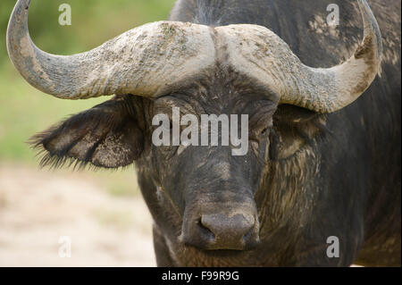 Buffalo (Syncerus caffer caffer), secteur Ishasha dans le Parc national Queen Elizabeth, en Ouganda Banque D'Images