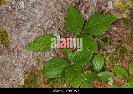 Stone Bramble, fruits, Rote Steinbeere Felsen-Himbeere Felsenhimbeere,,, Frucht, Früchte, Rubus saxatilis, la ronce des rochers Banque D'Images