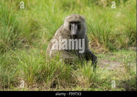 Des babouins Olive (Papio cynocephalus anubis), secteur Ishasha dans le Parc national Queen Elizabeth, en Ouganda Banque D'Images