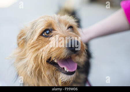 Sourire en tapotant la main femelle brown dog head Banque D'Images