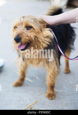 Sourire en tapotant la main femelle brown dog head Banque D'Images