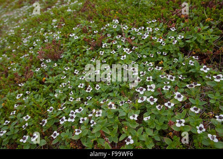 Dwarf Cornel, le cornouiller du Canada, Schwedischer, Hartriegel Cornus suecica, le cornouiller de Suède Banque D'Images