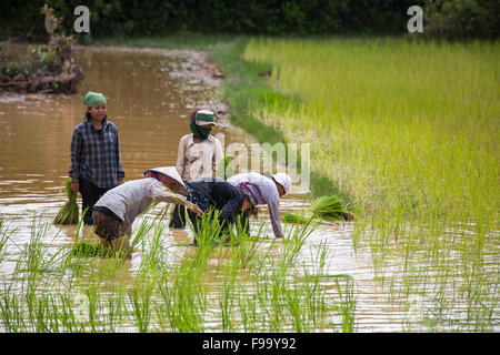 Les gens plantent du riz dans un champ de riz, Pre Rup, au Cambodge. Banque D'Images