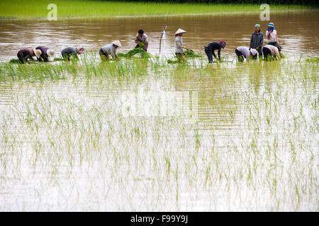 Les gens plantent du riz dans un champ de riz, Pre Rup, au Cambodge. Banque D'Images